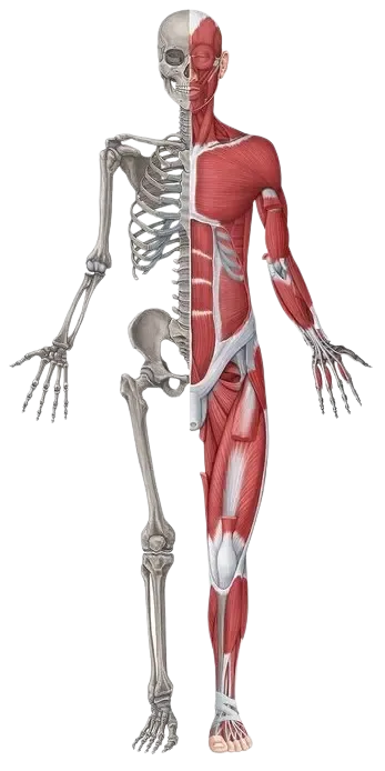 Anatomi Muskuloskeletal ROMEGA